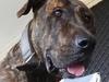 Family traumatised after horror pet cremation