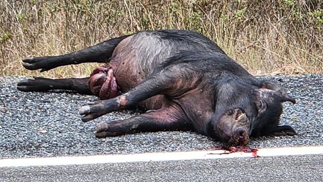 The large wild boar that was hit in the crash on Yeppoon to Rockhampton Road, on November 23, 2022.