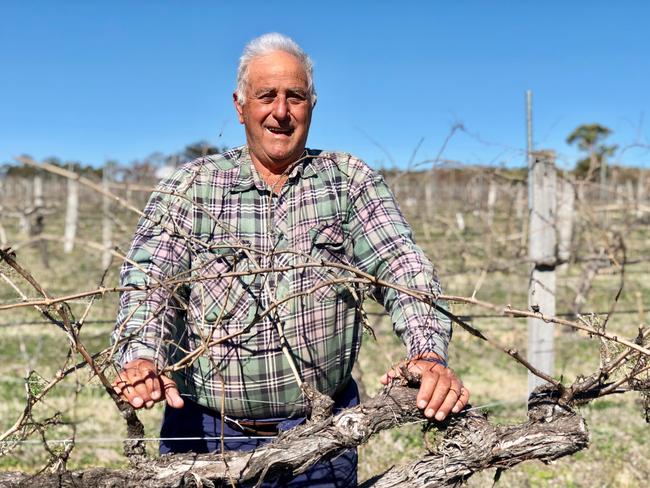 Angelo Puglisi with his 50 year old Shiraz vines. Des Houghton pic, story.