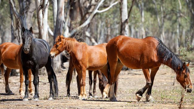 Victoria’s High Country brumbies have received a stay of execution after a last-minute Supreme Court battle. Picture: Mark Stewart