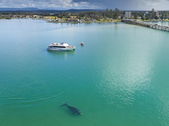 Whale in Wallis Lake Forster-Tuncurry. Picture: Shane Chalker Photography.