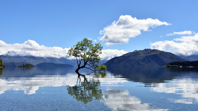 That Wanaka Tree!