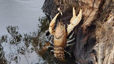 Crayfish are crawling out of the Murray River in Swan Hill as oxygen levels deplete. Picture: Jeremy Morton