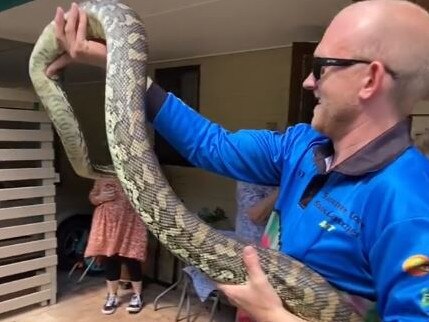 Stu carrying away the massive carpet python. Picture: Storyful