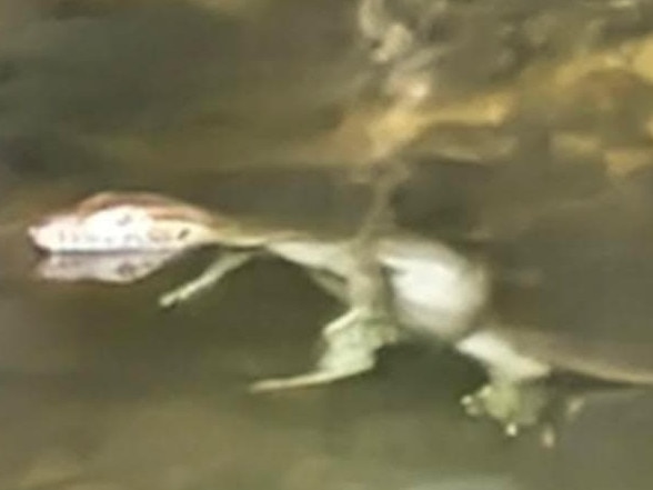 A Queensland tourist was left puzzled after sighting a strange looking standing reptile at Florence Falls in Litchfield National Park in April 2025.