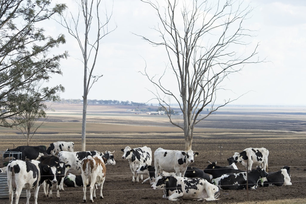 Dairy Farmers. Picture: Kevin Farmer