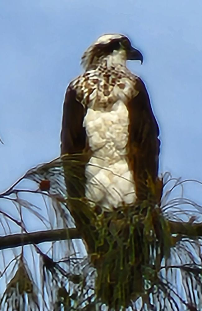 The Samsung Galaxy S22 Ultra's zoom picked up this sea eagle in the tree pretty well. It's not the sharpest shot but it looks okay for a social post.