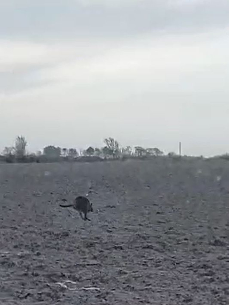 Danish police have been left stumped by the kangaroo’s presence after nobody reported it missing. Picture: Supplied/Facebook