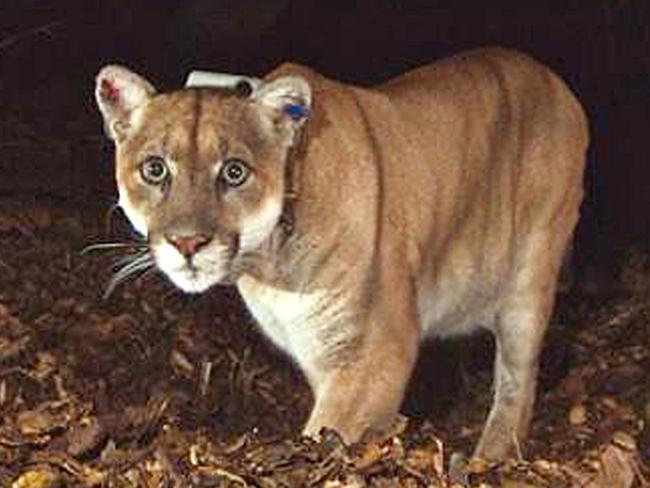 Cougar ... also known as a mountain lion in the USA. Picture: AP / National Park Service