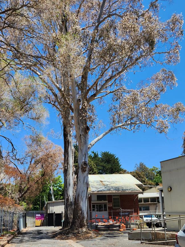 One of the fire-damaged trees near the Woolies that was destroyed by a $25m blaze at Stirling.