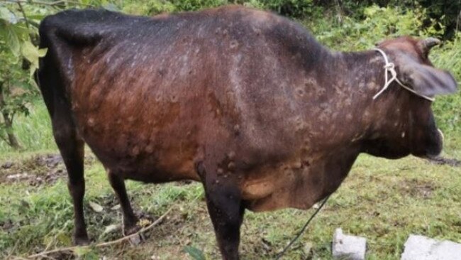 Cow with lumpy skin disease.