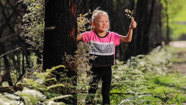 The regeneration that has sprouted after the devastating bushfires, in Sarsfield, Victoria. The Gracie Calvert, 6, with the regrowth.  Picture: Alex Coppel.