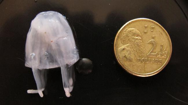 The sting from the tiny Irukandji jellyfish can cause a range of adverse symptoms, some of which can be fatal.