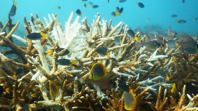 Photos show life returning to bleached corals off Magnetic Island.