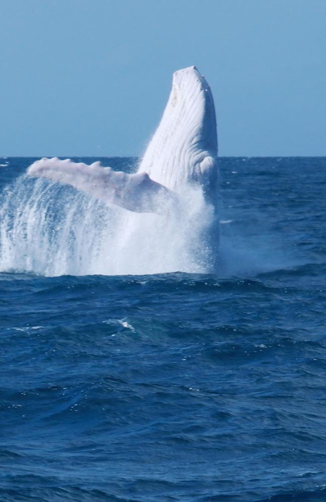 Migaloo putting on an amazing show breaching out of the water in his younger days. Picture: Indepth Photography