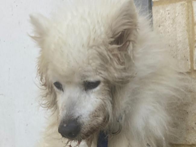 Two pet owners have been fined $4000 and banned from owning a pet for six months after they seriously neglected their pet dog. Photo: RSPCA Western Australia