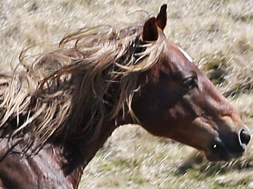 Sunday Telegraph ONLY; Snowy Mountains National Park Brumbies , wild horses. Pic Stephen Cooper