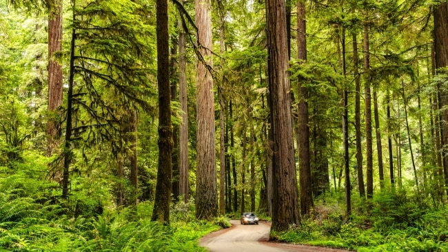 <h2>9. Redwood National Park, California</h2><p><strong>When:</strong> Spring, when there are fewer people and the forest is lush.</p><p><strong>Why:</strong> Who can resist staring up the trunks of the tallest trees in the world? Redwood is famous for its old-growth forest, with some trees soaring to 112m. Combined with state parks to form the Redwood National and State Park system, this International Biosphere Reserve is great for wildlife watching – elk, deer, whales, seals – as well as pretty wildflowers. Spend a few nights at one of the RV-friendly campgrounds, such as Jedediah Smith Campground, where you can sleep under the trees near a river. Local’s tip: <a href="https://reservecalifornia.com/Web/" target="_blank" rel="noopener">Reserve a campsite</a> six months before arriving.</p><p><a href="https://visitredwoods.com/" target="_blank" rel="noopener">visitredwoods.com</a></p>