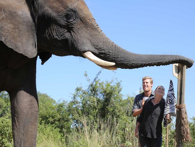 Showtime ... Dr Chris said everyone managed to avoid the elephants. Picture: Channel 10