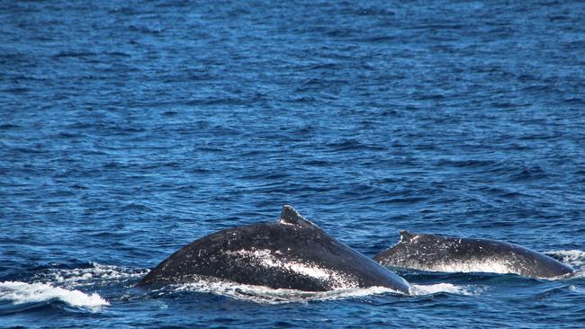 First humpback whales of season spotted off the Gold Coast | Gold Coast ...