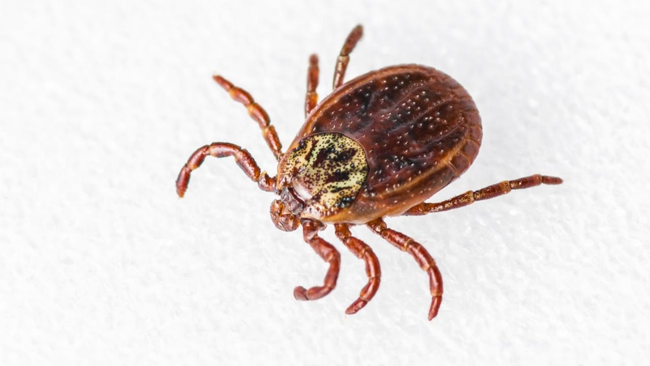 Tick bite forces woman to become “accidentally vegan” | Daily Telegraph