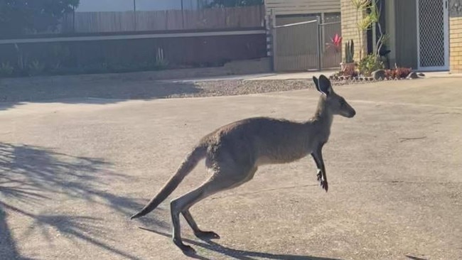 Skippy in suburban Labrador. Picture: Kerrie Suzanne