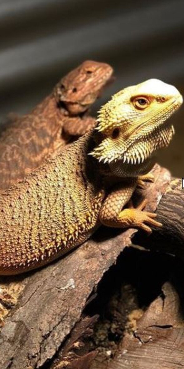 “The king with his ladies #beardeddragon”. Picture: <a href="https://www.instagram.com/adl_bluetongues/" title="www.instagram.com">adl_bluetongues / Instagram</a>