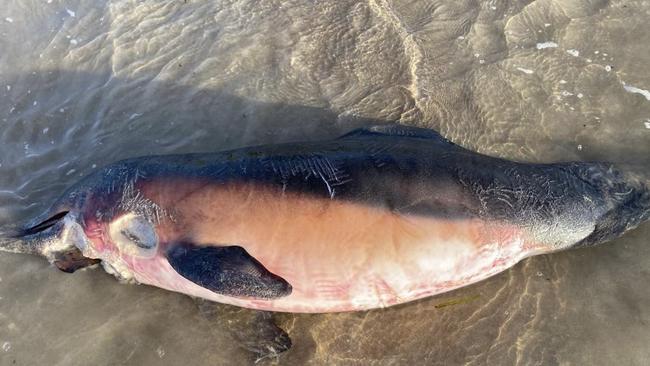 One of the dead dolphins that have washed up on Casuarina beach.