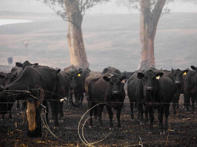 Beef cattle in Cobargo after a devastating bushfire passed through the area Picture: Sean Davey.