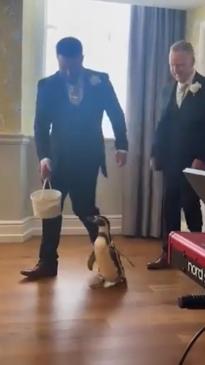 Groom surprises penguin-loving bride with special ring bearer