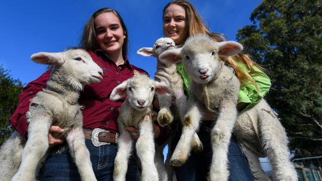 Erin Douglas and Tess Runting from Flinders Christian Community College with four of their new lambs. PICTURE: PENNY STEPHENS. TUESDAY 5TH MAY 2020