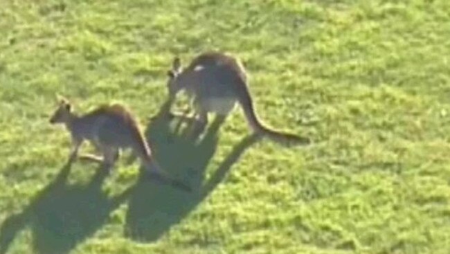 A child has been attacked by a kangaroo in Yering. Picture: 9 News Melbourne