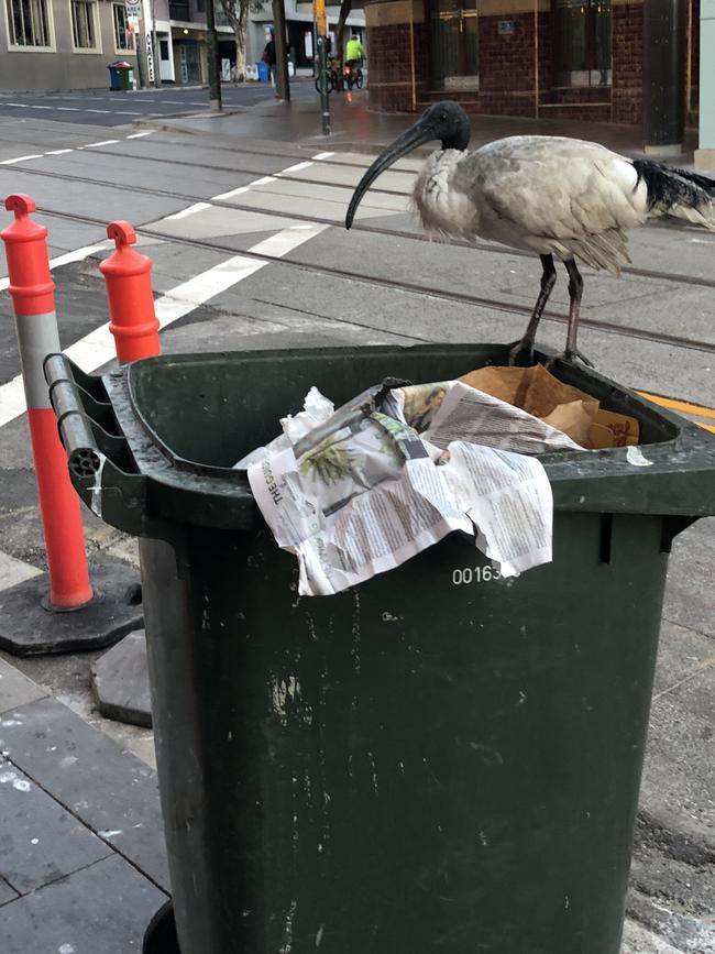 ‘Bin chickens’ are protected under law as a native species. Picture: NCA NewsWire / Nicholas Eagar