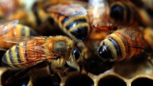 Bees working in a hive at Mole Creek. Picture: Chris Kidd