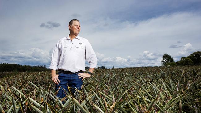 Fruit grower Gavin Scurr from Pinata Farms at Wamuran in southeast Queensland. Picture Lachie Millard