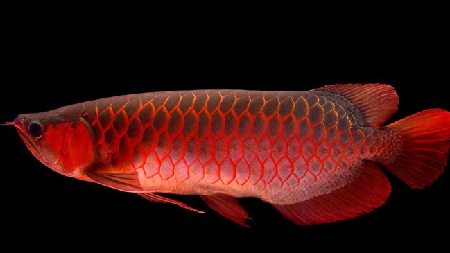 The Red Asian Arowana.