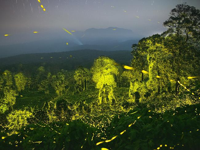 Anamalai Tiger Reserve in India is illuminated with fireflies. The flashes start at twilight, with just a few, before the frequency increases and they pulse in unison like a wave across the forest. Picture: Sriram Murali/Wildlife Photographer of the Year