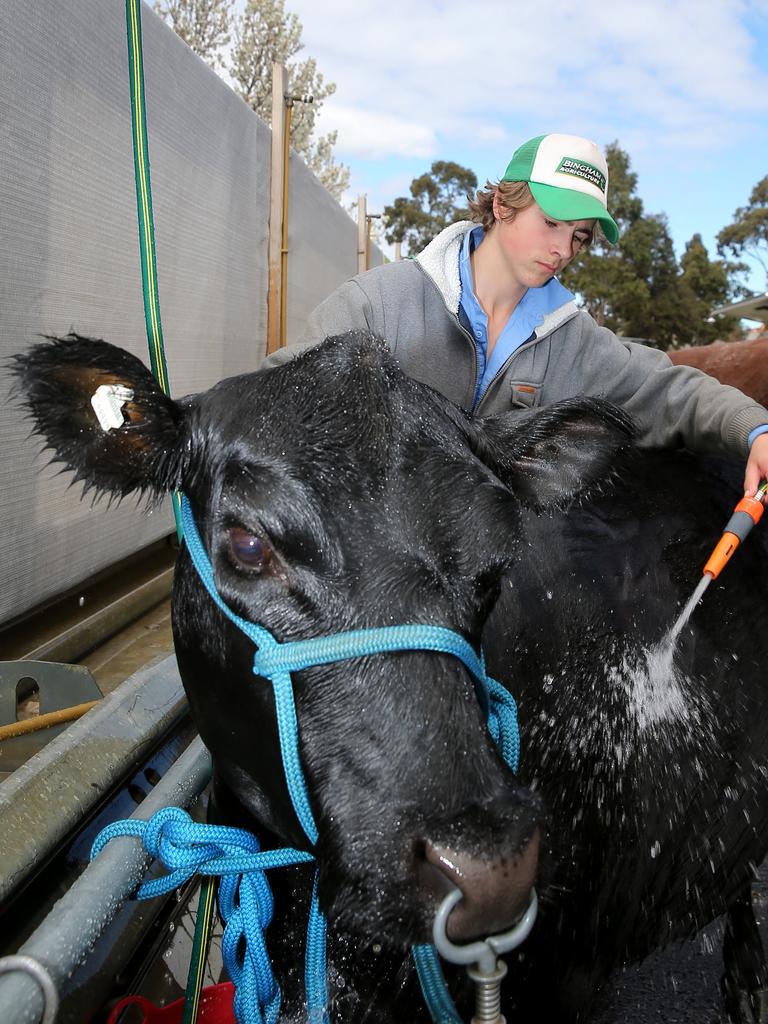 Henry Dickinson from Ballarat Grammar at the Royal Melbourne Show. Picture: Yuri Kouzmin