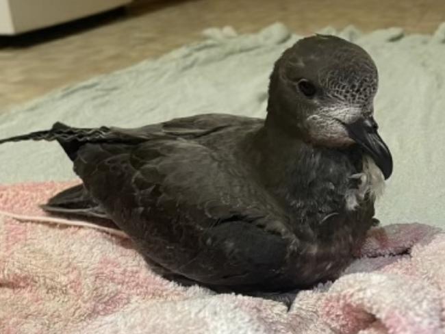Bonorong Wildlife Sanctuary rescued this Providence petrel from a cruise ship docked in Hobart. Picture: Petra Harris.