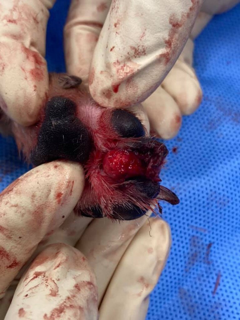 The dog needed surgery to remove a paw pad.