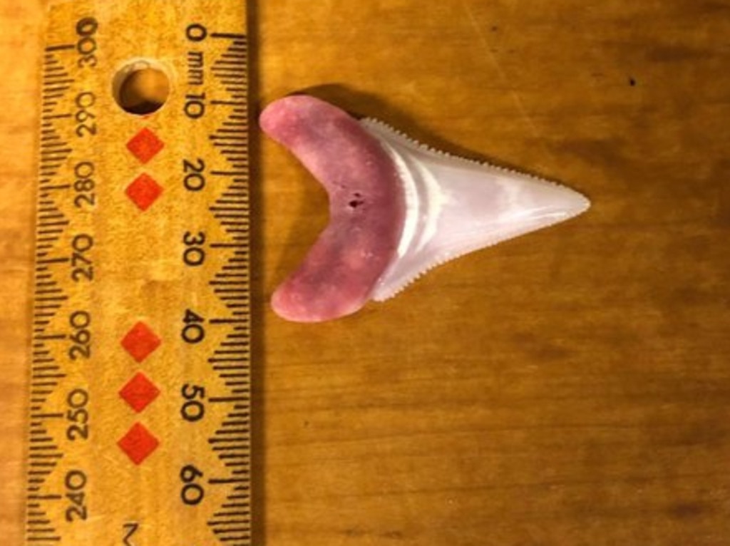 The shark tooth found in the board of a surfer who was fatally attacked yesterday has been analysed. Picture: 7News