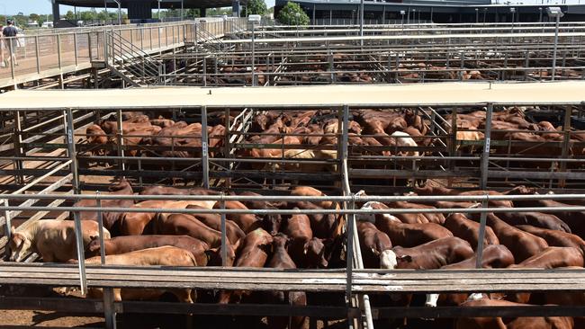 A downturn in cattle markets, which had been exacerbated by producers selling out of fear of drought, had been noticeable but was part of the cycle of farming. Picture: Jacklyn O'Brien