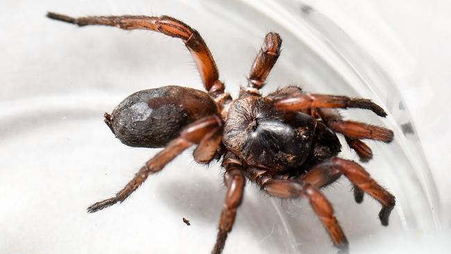 Pet owners are urged to keep their pet indoors when a spider outbreak occurs. Picture: Penny Stephens