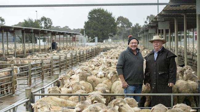 Greg Baldwin from Gre Gre selling 336 and agent Mick Crapper at the Bendigo prime sale on Monday. Picture: Zoe Phillips