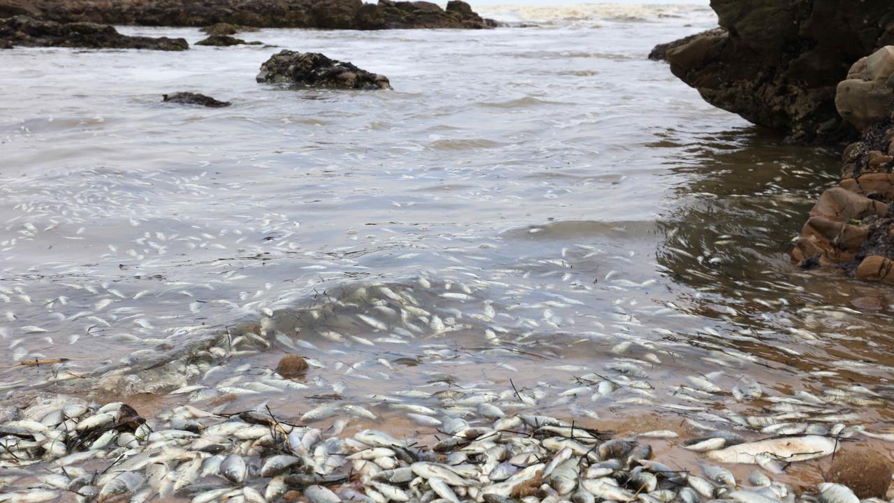 Why are dead fish washing up at Middleton Beach?