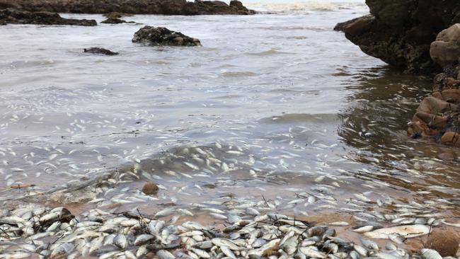 Thousands of juvenile carp and other marine life washed up on Middleton Beach from the Murray River flood waters entering the ocean. Picture Emma Brasier