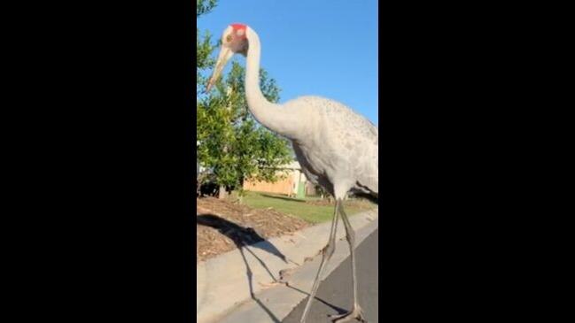 Meet Bruce the Brolga | The Courier Mail