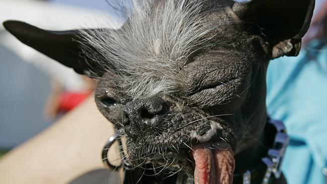 This mutt could kill on looks alone (AP Photo/Ben Margot, File)