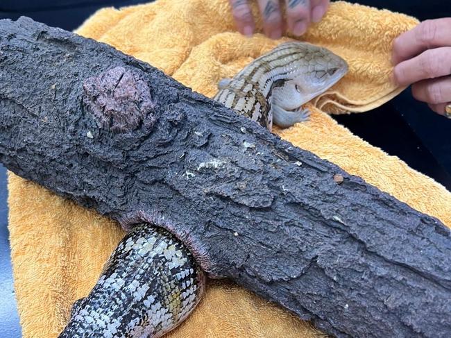Firefighters to the rescue for trapped blue-tongue lizard