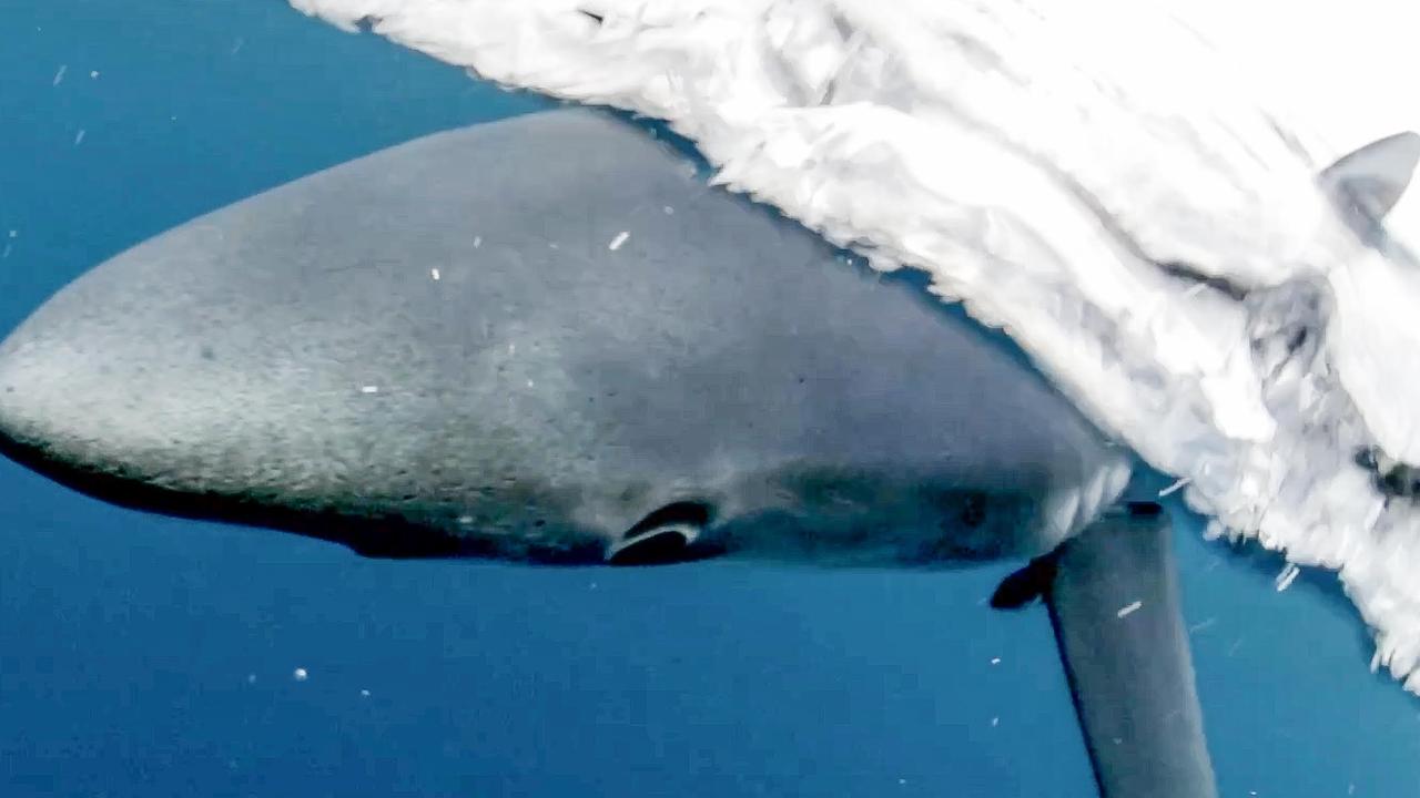 Man mauled by shark at popular swimming spot